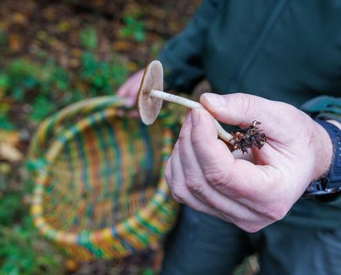 Ein Wanderer hält einen Pilz in der Hand.