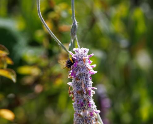 In dem Bild ist eine Hummel (Gattung Bombus) zu sehen, die eine Blüte des Woll-Ziests (Stachys byzantina) bestäubt.