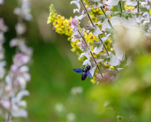 Das Insekt in der Mitte des Bildes ist die Blauschwarze Holzbiene (Xylocopa violacea), auch als Große Holzbiene bekannt.