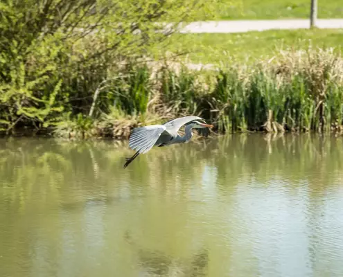 Ein Graureiher fliegt im Tiefflug dicht über die Wasseroberfläche eines ruhigen Weihers. Seine Flügel sind weit nach oben aufgespannt, während er die langen Beine nach hinten ausstreckt. Im Hintergrund säumen dichtes grünes Schilf und Sträucher das Flussufer.