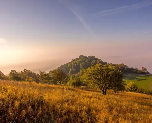 Herbst in Amöneburg Herbstliche Hügellandschaft am Morgen mit einer goldenen Wiese im Vordergrund, einem bewaldeten Berg im Zentrum und dichtem Nebel im Hintergrund unter einem klaren, hellen Himmel.
