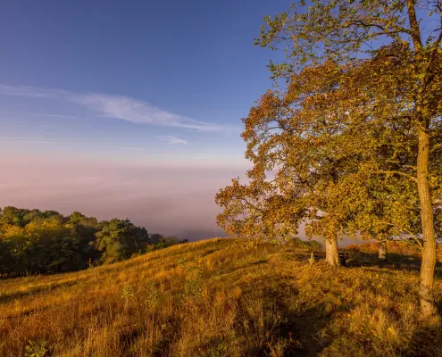 Herbst in Amöneburg Eine hügelige Graslandschaft im warmen Herbstlicht am Morgen, auf der rechts große Bäume mit goldgelben Blättern stehen. Im Hintergrund liegt eine dichte Nebeldecke im Tal unter einem klaren, blau-rosafarbenen Himmel.