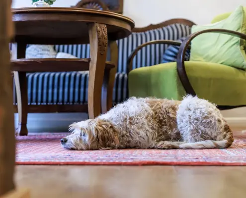 Der Café-Hund Ein hellbrauner, lockiger Hund liegt entspannt auf einem rötlich gemusterten Teppich mitten in einem gemütlich eingerichteten Zimmer.